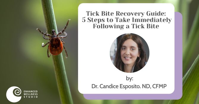 Tick Recovery Guide: 5 Key Action Steps to Immediately Take Following a Tick Bite image